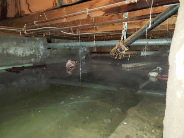 Best Mold removal after water damage  in Hull, IA
