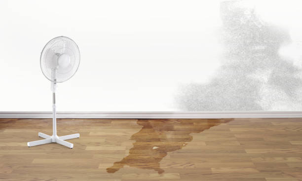 Best Professional water damage repair  in Hull, IA